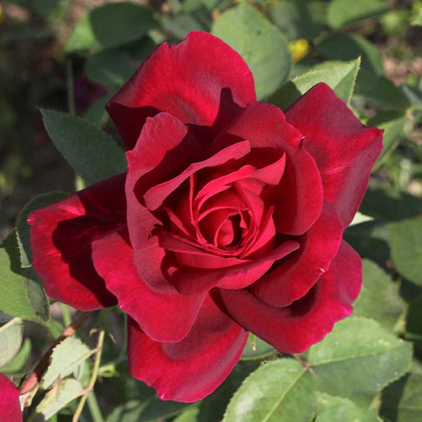 Роза чайно-гибридная Алматинская Садовита