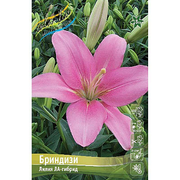 Лилия Бриндизи 13/14 25 шт Биг-пак 10062