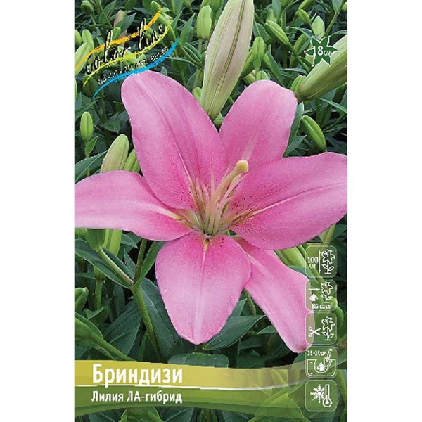 Лилия Бриндизи 13/14 25 шт Биг-пак 10062