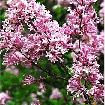 Сирень Мейера Палибин P9