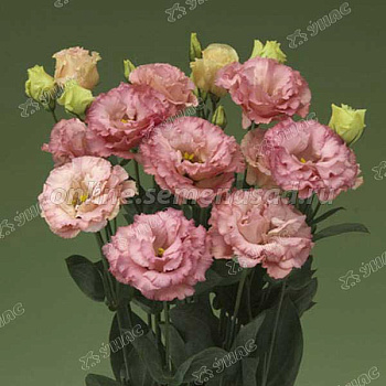 Эустома Корелли Эприкот Поиск Ц 