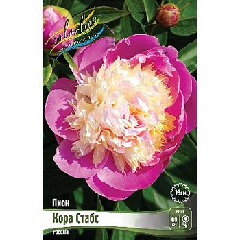 Пион Кора Стабс 2/3 n 15 шт Биг-Пак 7977