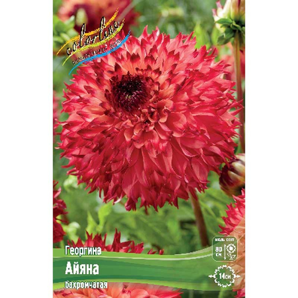 Георгина Айяна I 15 шт Шоу-Бокс 12914