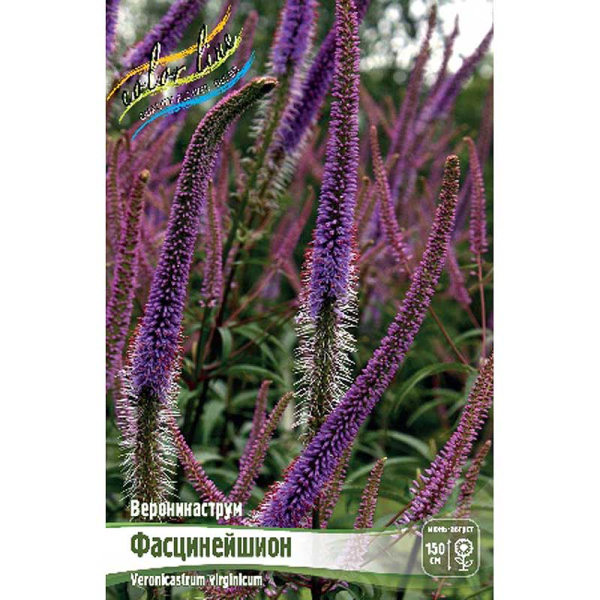 Вероникаструм Фасцинейшион I 1 шт