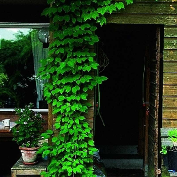 Актинидия Аргута Вейки P