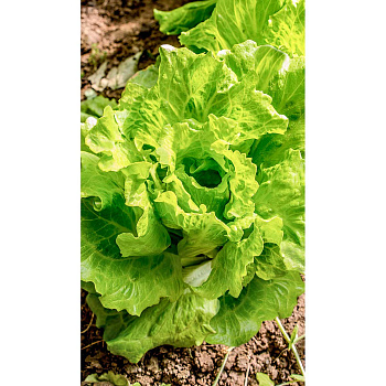 Салат Витаминный 0,5гр Садовита Ц