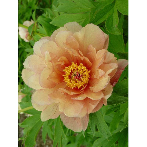 Пион Ито Саммер Сансет 2/3 n 1 шт