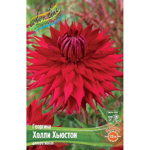 Георгина Холли Хьюстон I 15 шт Шоу-бокс 8908