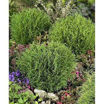 Туя Западная Литл Чемпион C2 шт