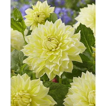 Георгина Ла Луна I 15 шт Шоу-бокс 9516