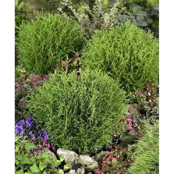 Туя Западная Литл Чемпион C2 шт