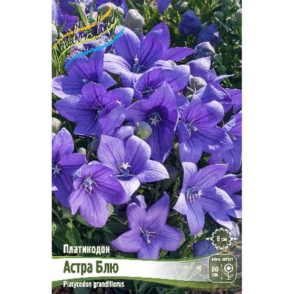 Платикодон Астра Блю I 2 шт 