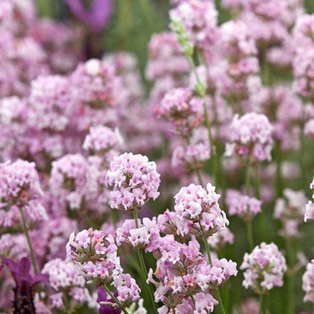 Лаванда Узколистная Розея P9 Садовита