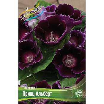 Глоксиния Принц Альберт 5/6 2 шт 