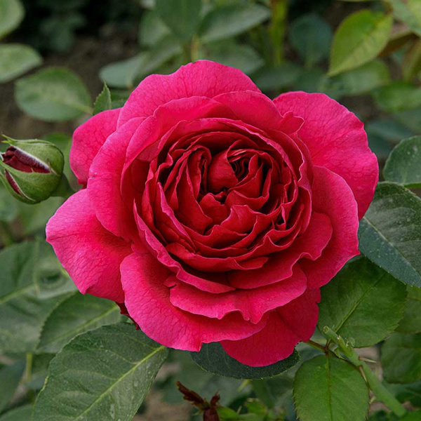 Роза шраб Фальстаф (английская) Садовита