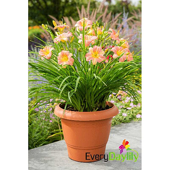 Лилейник Everydaylily Пинк Крем I 1 шт 