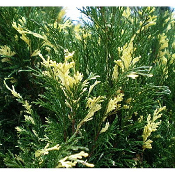 Можжевельник Казацкий Вариегата P9 15-20