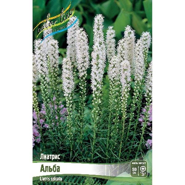 Лиатрис Альба 12/14 5 шт 
