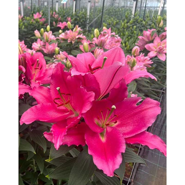 3992 Биг-Пак Лилия Либер Россо (Без Пыльцы) 12/14 25 шт 