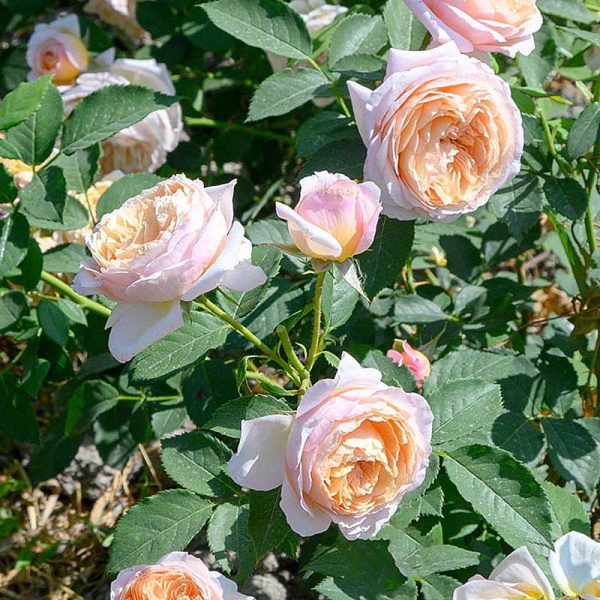 Роза шраб Шарль де Нерво Садовита