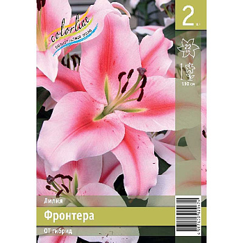 Лилия Фронтера 12/14 2 Эконом шт