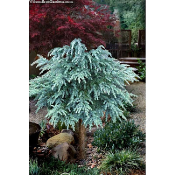 15845 Кедр Гималайский Дивайнили Блю C5 50-60cm ,шт