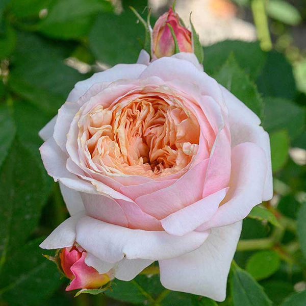 Роза шраб Шарль де Нерво Садовита