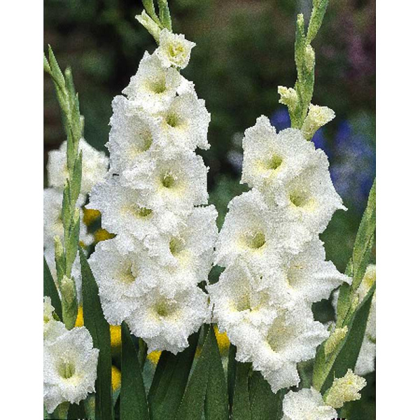 Гладиолус Белый 10/12 10 шт