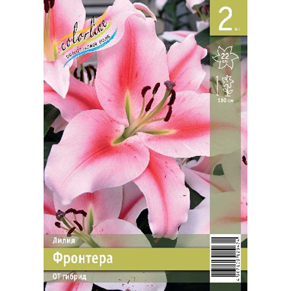 Лилия Фронтера 12/14 2 Эконом шт