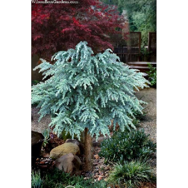 15845 Кедр Гималайский Дивайнили Блю C5 50-60cm ,шт