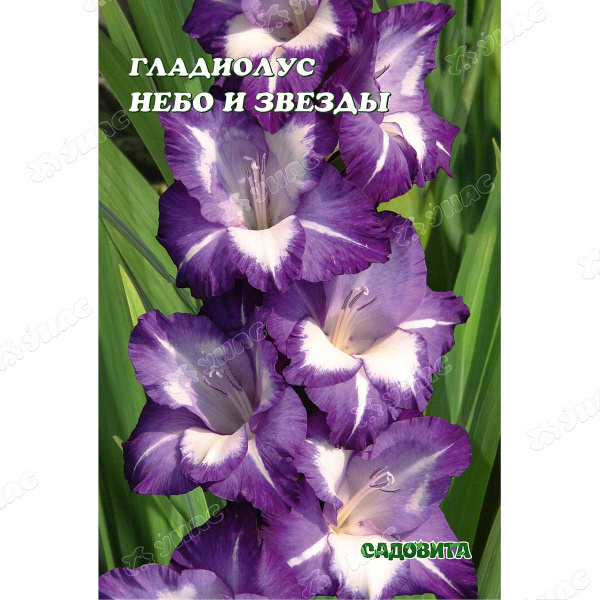 Гладиолус Небо И Звезды Рс 10/12 15 шт Садовита