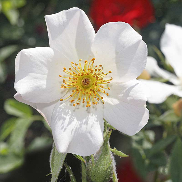 Роза Канадская (плетистая) Невада Садовита