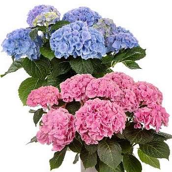 10771 Гортензия Крупнолистовая Хай Ривер P12 ,шт