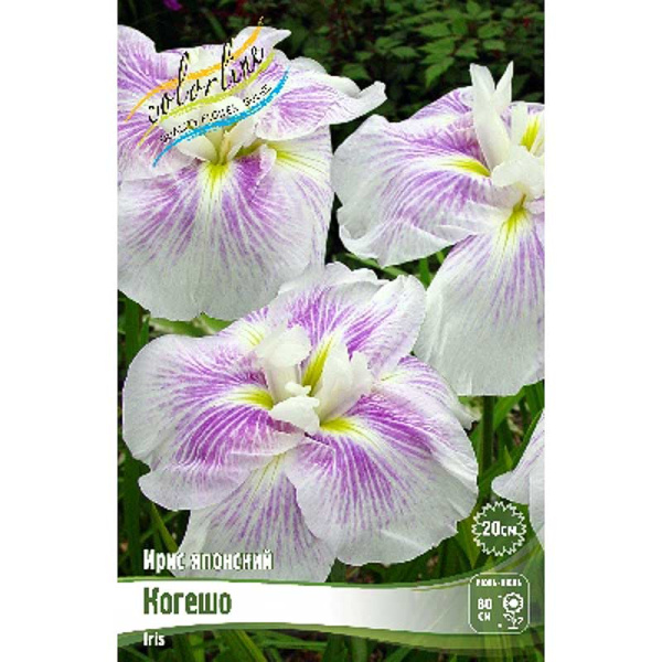 Ирис Мечевидный Когешо I 25 шт Биг-пак 3702
