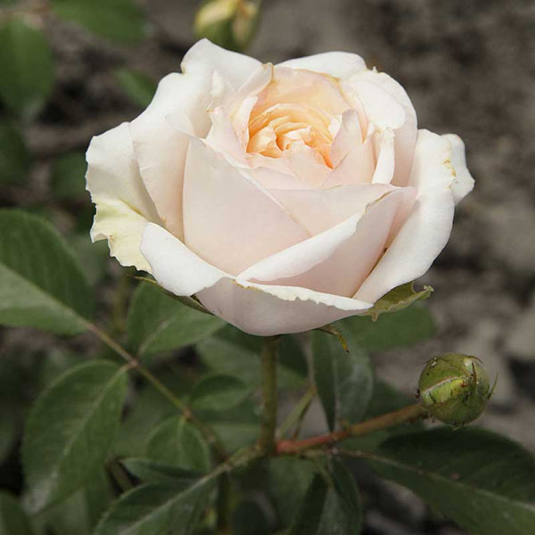 Роза чайно-гибридная Май Герл Садовита