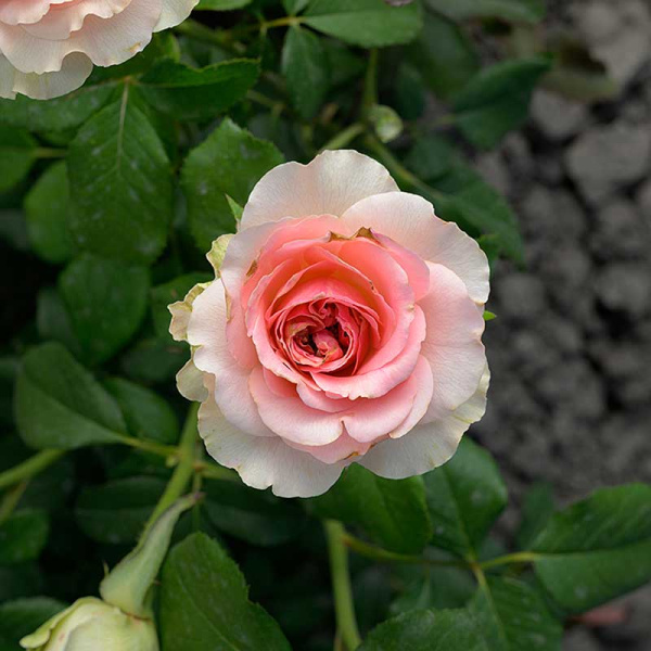 Роза чайно-гибридная Эсперанс Садовита