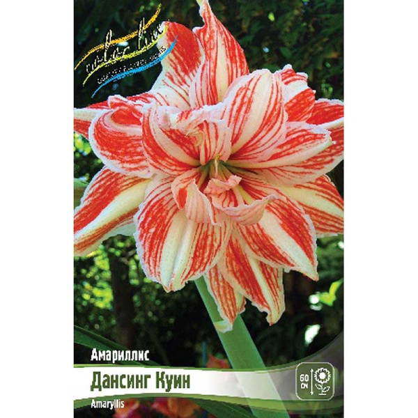 Амариллис Дансинг Куин 22/24 1 шт