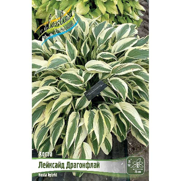 Хоста Лейксайд Драгонфлай 1 n 1 шт 