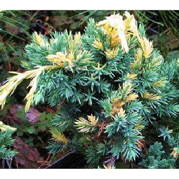 Можжевельник Чешуйчатый Голден Флейм P9 15-20