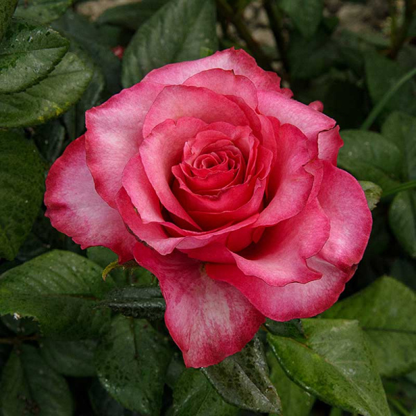 Роза чайно-гибридная Дип Вотер Садовита