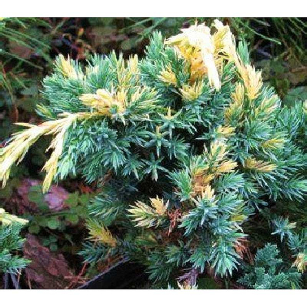 Можжевельник Чешуйчатый Голден Флейм P9 15-20