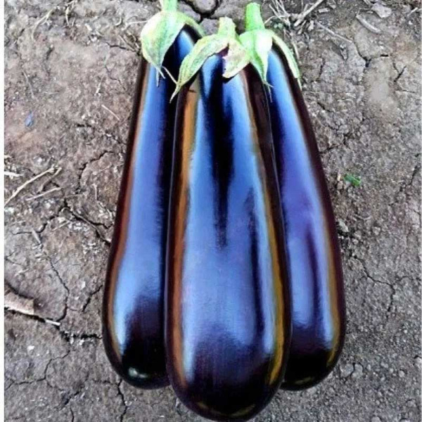 Баклажан Лима Престиж Ц