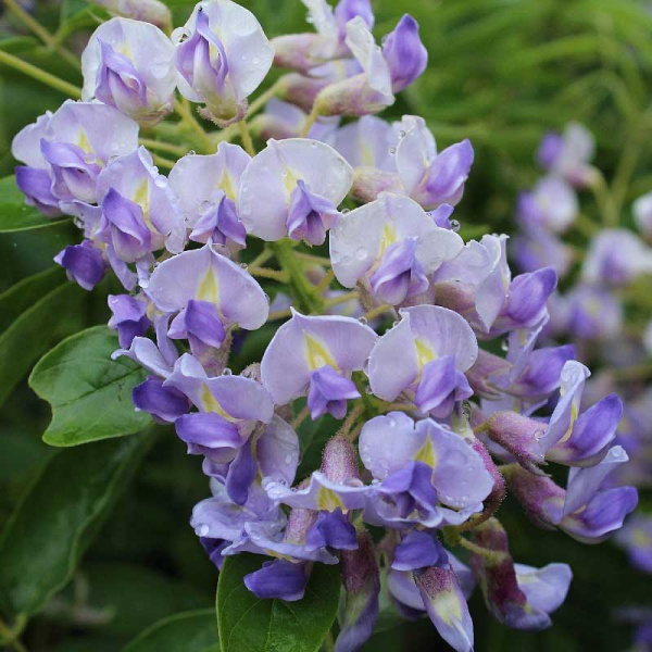 Глициния Макростахия Блю Мун C2