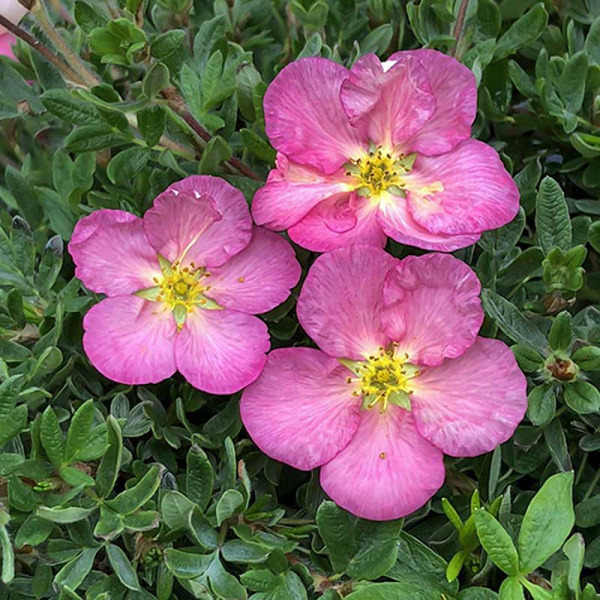 Лапчатка Кустарниковая Нью Даун P9 шт Садовита