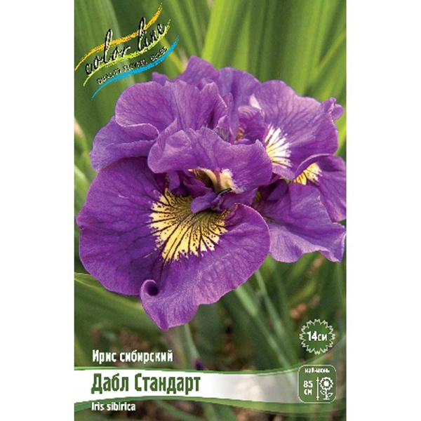 Ирис Сибирский Дабл Стандарт I 25 шт Биг-пак 1098