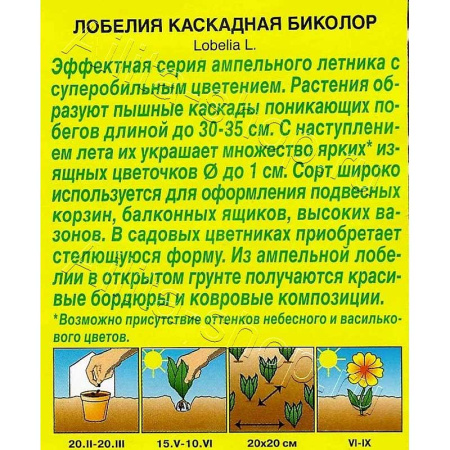 Лилия Фантом Джой 11/12 7 шт 