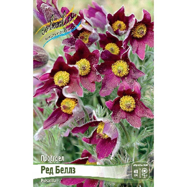 Прострел Ред Беллз I 1 шт