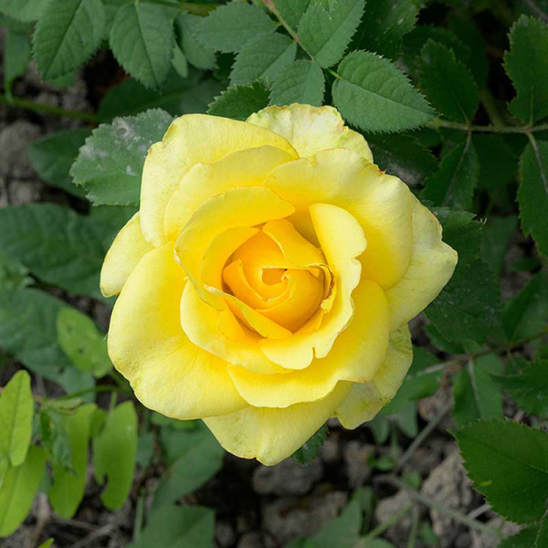 Роза Чайно-гибридная Соуза Садовита