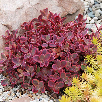 12859 Биг-Пак Очиток Уайлдфайр *Sunsparkler I 25 шт