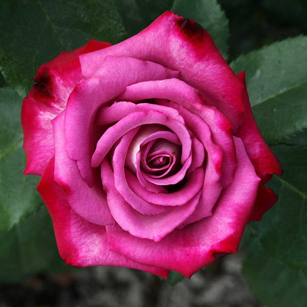 Роза чайно-гибридная Парадайз Садовита